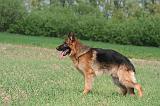 BERGER ALLEMAND 1429
